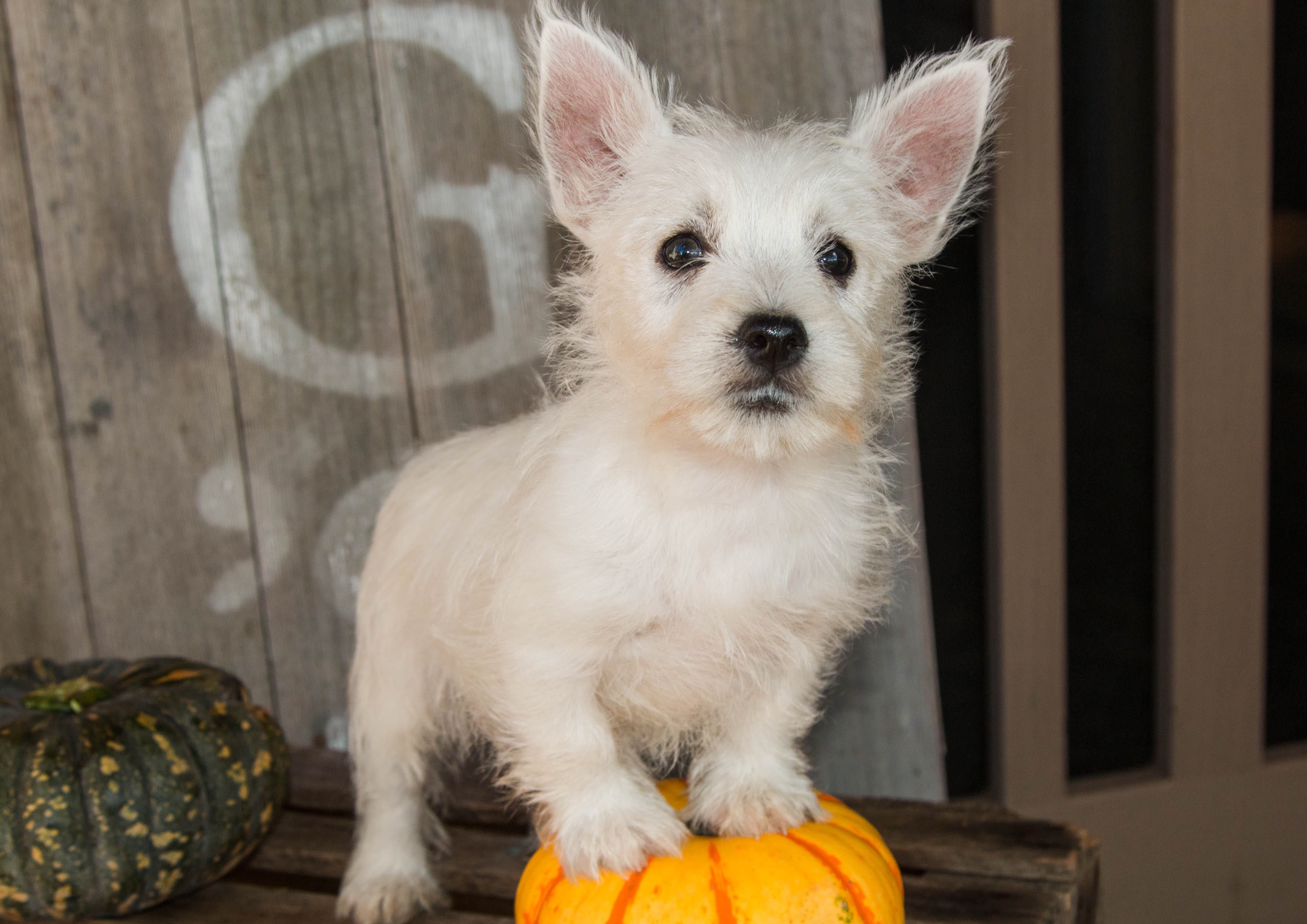 puppy, for, sale, West Highland White Terrier, Amos B. King, dog, breeder, Romney, WV, dog-breeder, puppy-for-sale, forsale, nearby, find, puppyfind, locator, puppylocator, aca